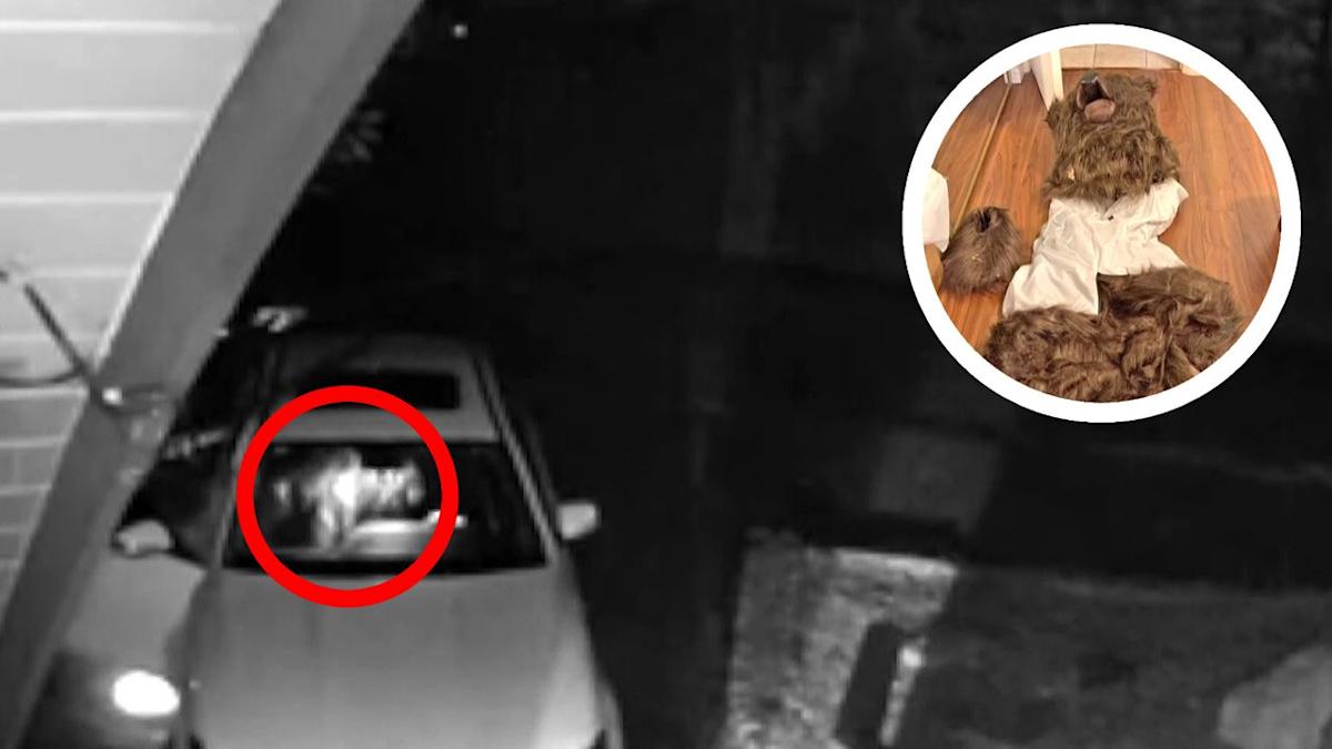 découvrez comment des escrocs aux états-unis se déguisent en ours pour tromper leurs victimes et éviter la justice.